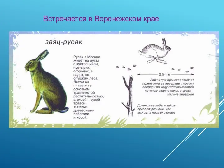 Встречается в Воронежском крае