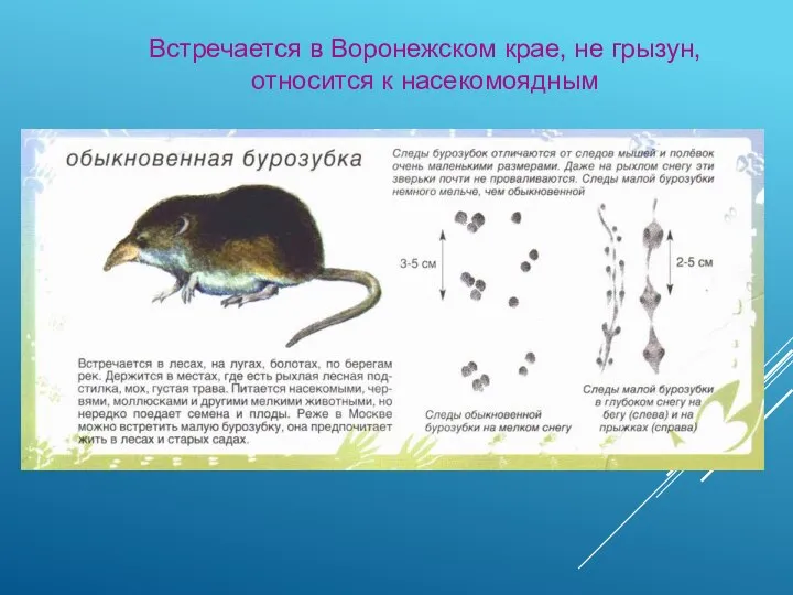 Встречается в Воронежском крае, не грызун, относится к насекомоядным