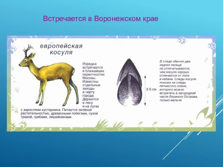 Встречается в Воронежском крае