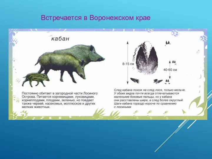 Встречается в Воронежском крае