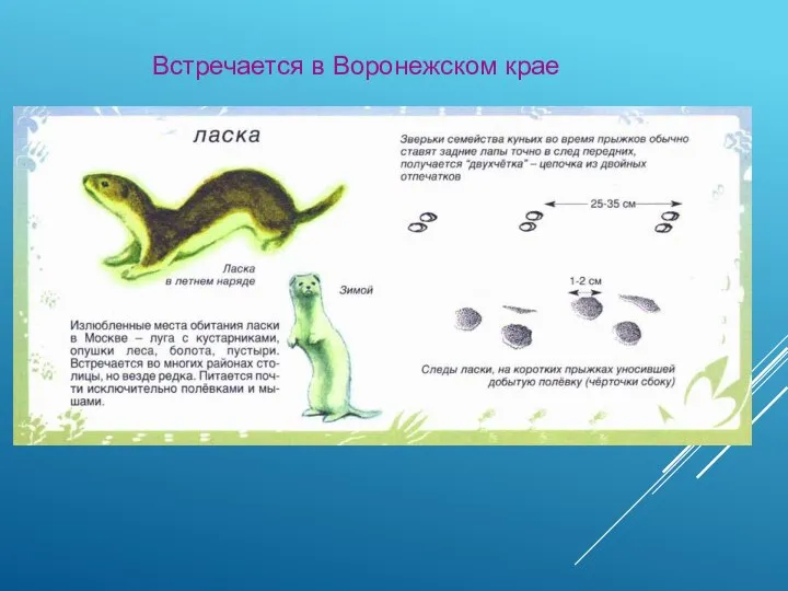 Встречается в Воронежском крае