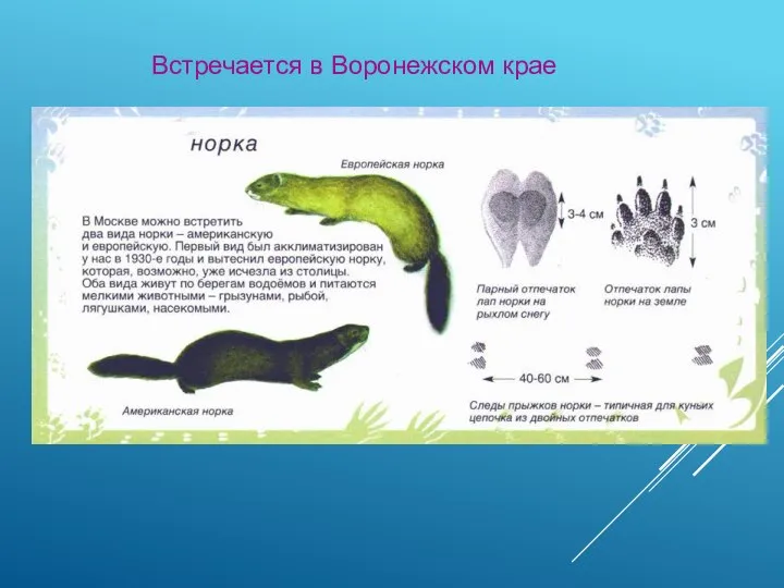 Встречается в Воронежском крае