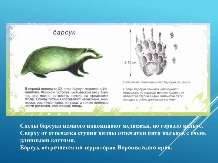 Следы барсука немного напоминают медвежьи, но гораздо мельче. Сверху от отпечатка ступни