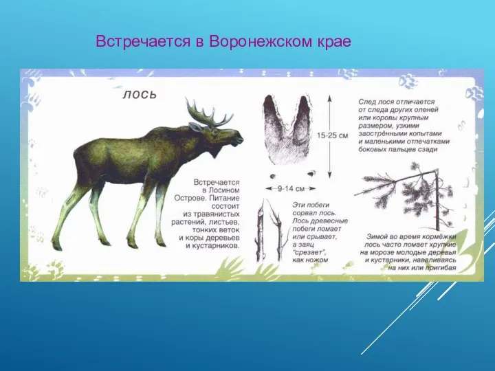 Встречается в Воронежском крае