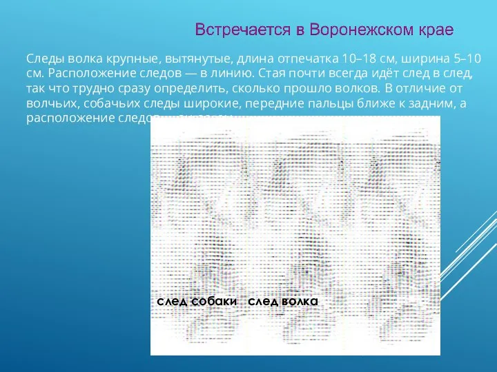 Следы волка крупные, вытянутые, длина отпечатка 10–18 см, ширина 5–10 см. Расположение