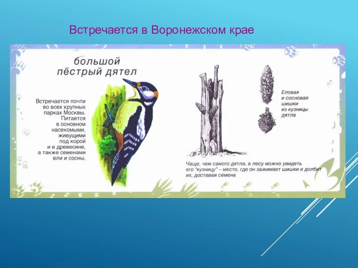 Встречается в Воронежском крае