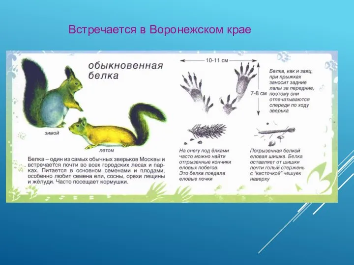 Встречается в Воронежском крае