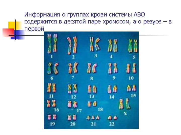 Информация о группах крови системы ABO содержится в десятой паре хромосом, а