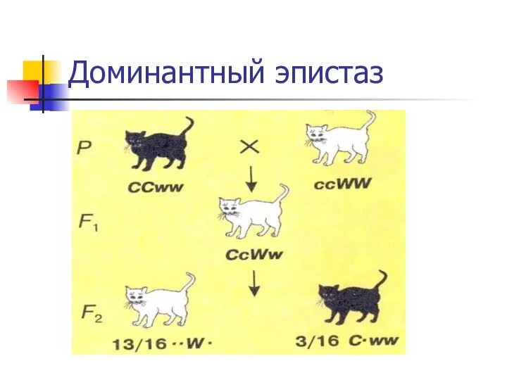 Доминантный эпистаз