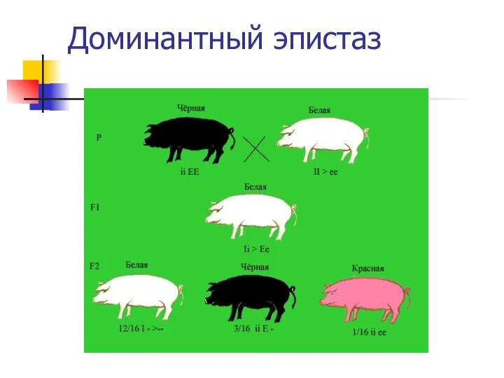 Доминантный эпистаз