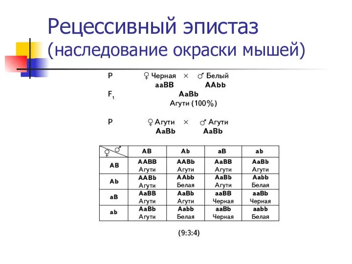 Рецессивный эпистаз (наследование окраски мышей)