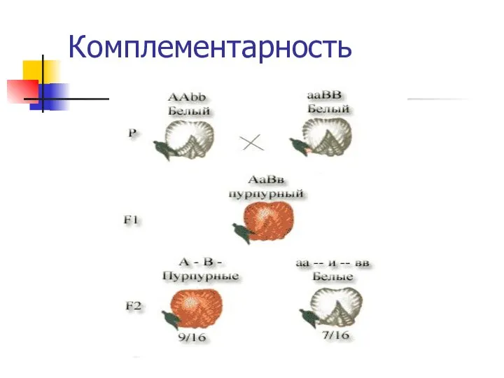 Комплементарность