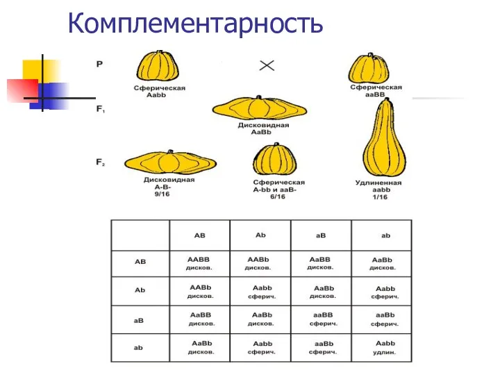 Комплементарность