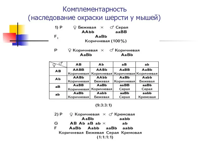 Комплементарность (наследование окраски шерсти у мышей)