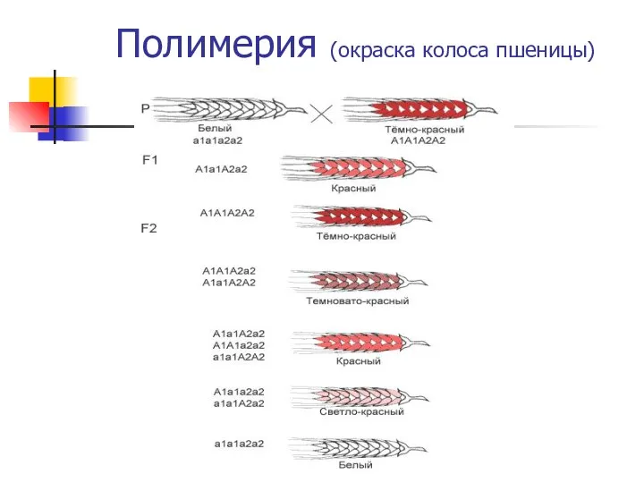 Полимерия (окраска колоса пшеницы)