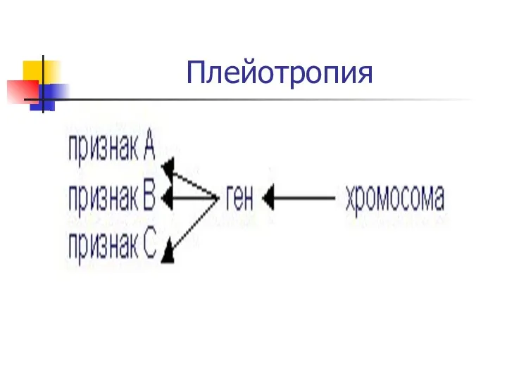 Плейотропия