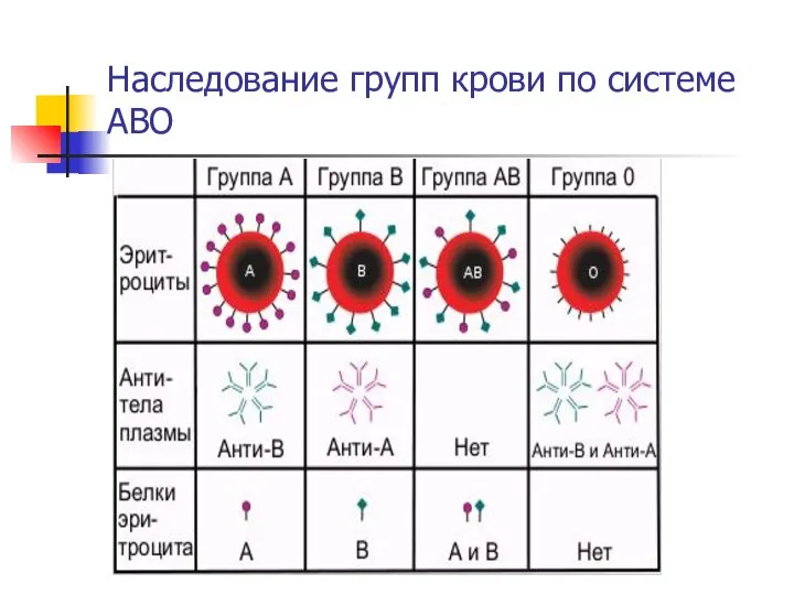 Наследование групп крови по системе АВO