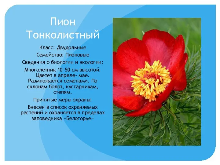 Пион Тонколистный Класс: Двудольные Семейство: Пионовые Сведения о биологии и экологии: Многолетник