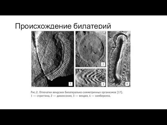 Происхождение билатерий