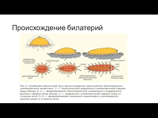 Происхождение билатерий