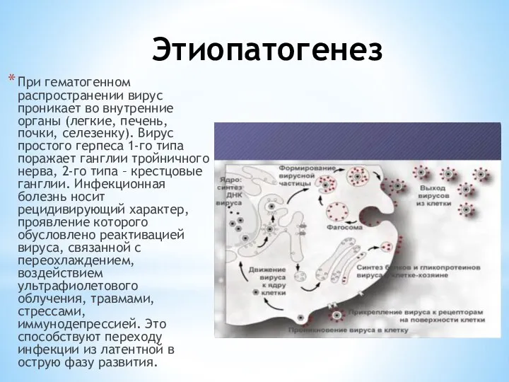 Этиопатогенез При гематогенном распространении вирус проникает во внутренние органы (легкие, печень, почки,