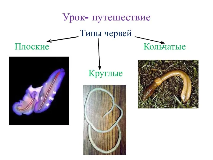 Урок- путешествие Типы червей Плоские Кольчатые Круглые