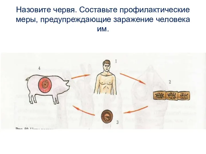 Назовите червя. Составьте профилактические меры, предупреждающие заражение человека им.