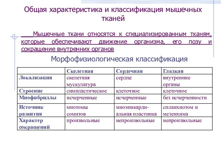 Общая характеристика и классификация мышечных тканей Мышечные ткани относятся к специализированным тканям,