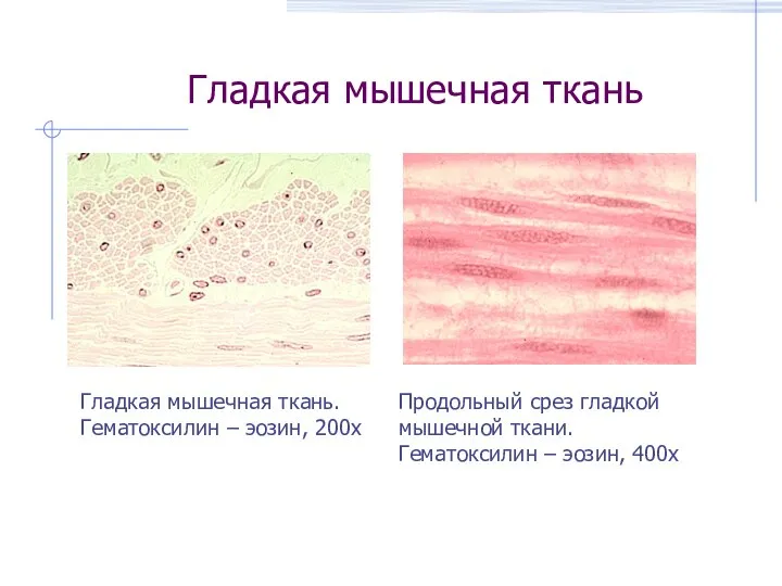 Гладкая мышечная ткань Гладкая мышечная ткань. Гематоксилин – эозин, 200х Продольный срез