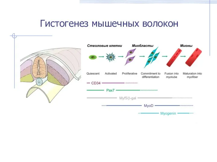 Гистогенез мышечных волокон