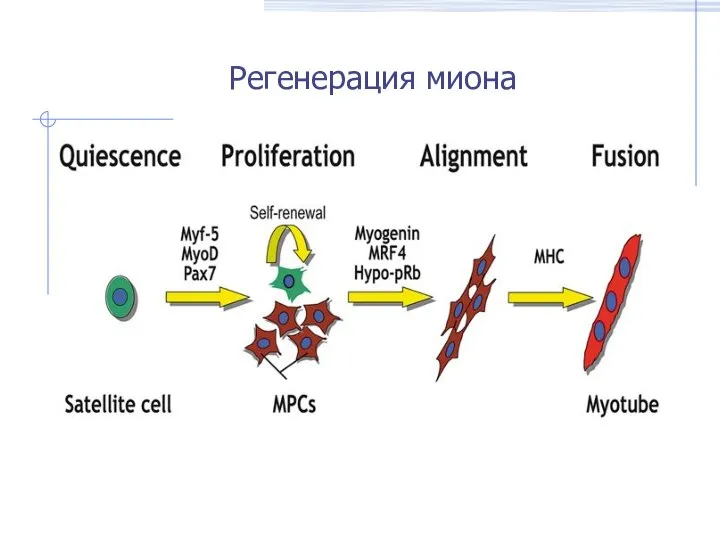 Регенерация миона