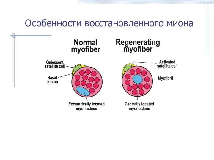 Особенности восстановленного миона