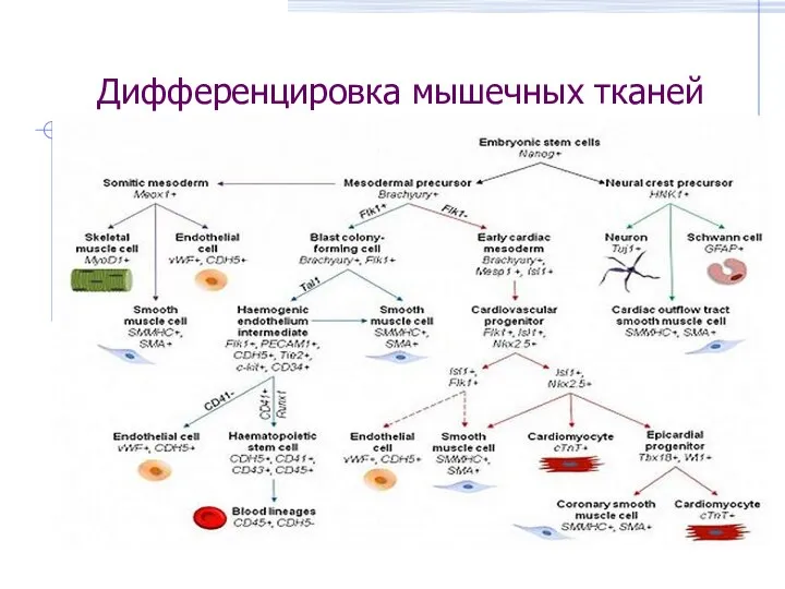 Дифференцировка мышечных тканей