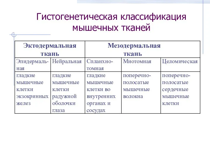 Гистогенетическая классификация мышечных тканей