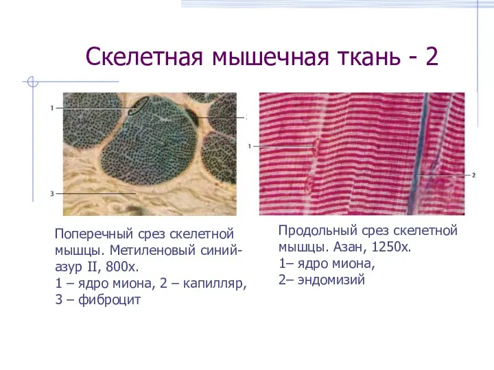 Скелетная мышечная ткань - 2 Поперечный срез скелетной мышцы. Метиленовый синий- азур