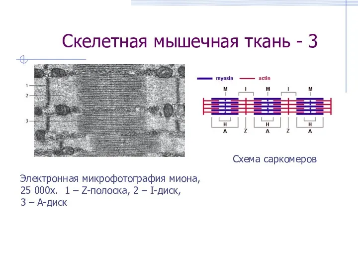 Скелетная мышечная ткань - 3 Электронная микрофотография миона, 25 000х. 1 –