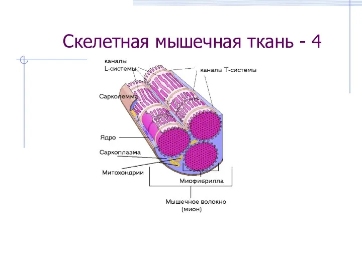 Скелетная мышечная ткань - 4