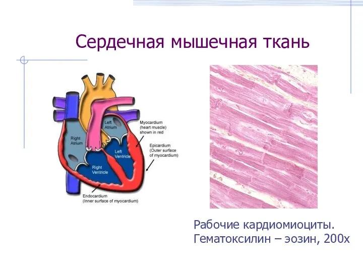 Сердечная мышечная ткань Рабочие кардиомиоциты. Гематоксилин – эозин, 200х