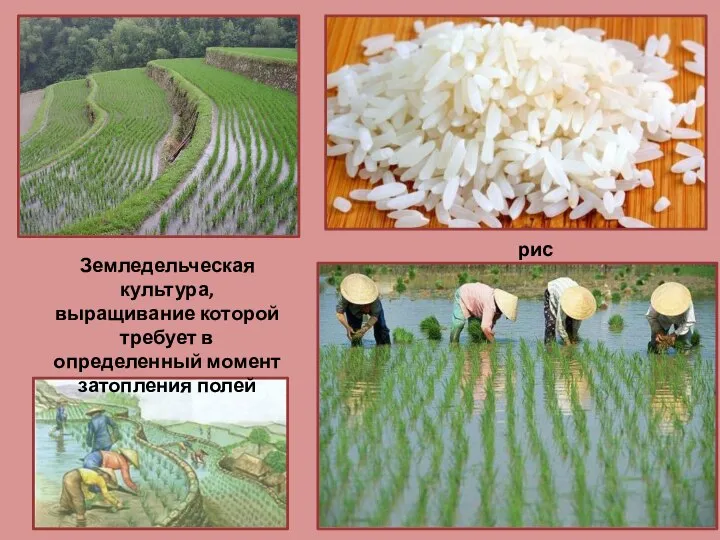 Земледельческая культура, выращивание которой требует в определенный момент затопления полей рис