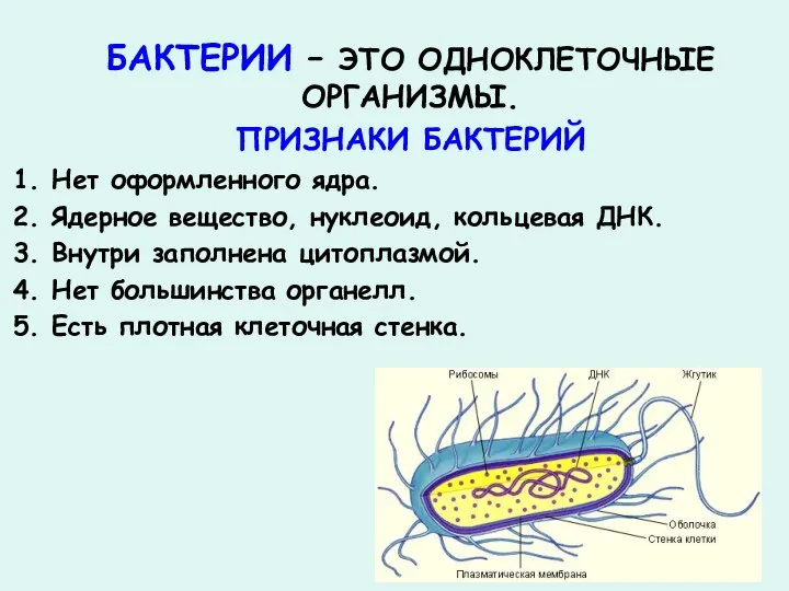 БАКТЕРИИ – ЭТО ОДНОКЛЕТОЧНЫЕ ОРГАНИЗМЫ. ПРИЗНАКИ БАКТЕРИЙ Нет оформленного ядра. Ядерное вещество,