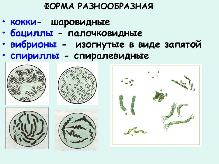 кокки- шаровидные бациллы - палочковидные вибрионы - изогнутые в виде запятой спириллы - спиралевидные ФОРМА РАЗНООБРАЗНАЯ