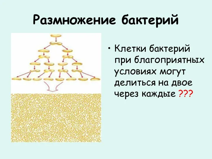 Размножение бактерий Клетки бактерий при благоприятных условиях могут делиться на двое через каждые ???