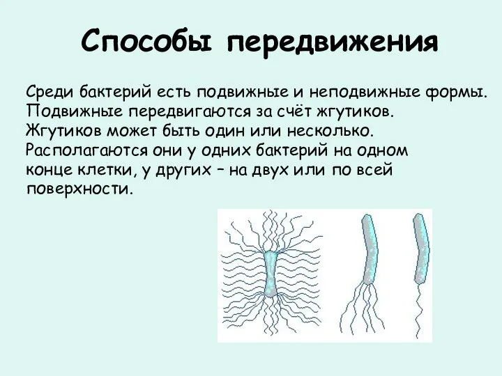 Способы передвижения Среди бактерий есть подвижные и неподвижные формы. Подвижные передвигаются за