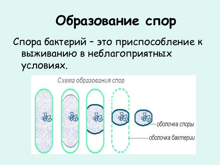Образование спор Спора бактерий – это приспособление к выживанию в неблагоприятных условиях.