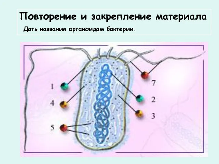 Повторение и закрепление материала Дать названия органоидам бактерии.