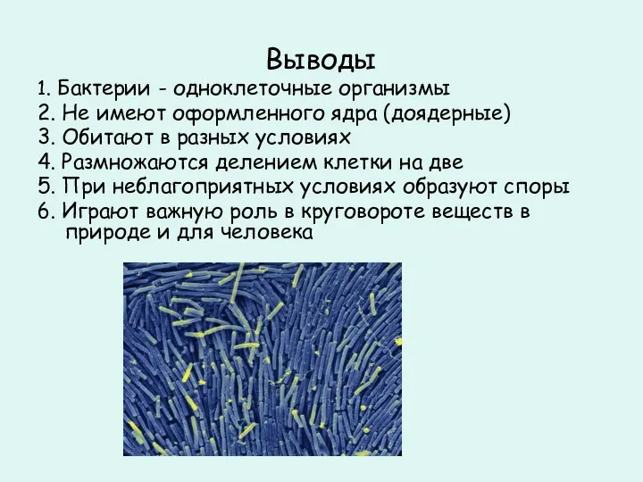 Выводы 1. Бактерии - одноклеточные организмы 2. Не имеют оформленного ядра (доядерные)
