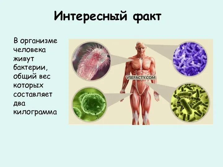 Интересный факт В организме человека живут бактерии, общий вес которых составляет два килограмма