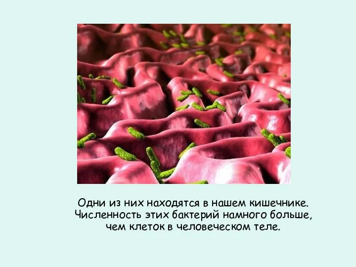 Одни из них находятся в нашем кишечнике. Численность этих бактерий намного больше,