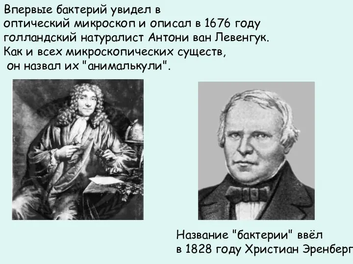 Впервые бактерий увидел в оптический микроскоп и описал в 1676 году голландский