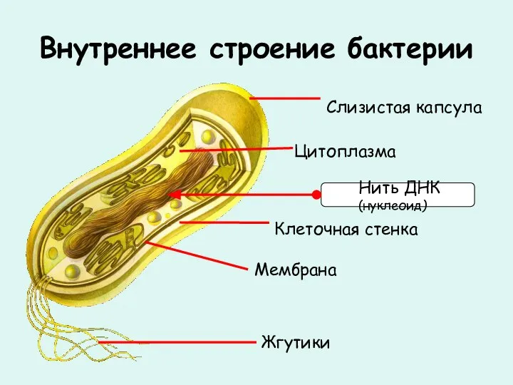 Внутреннее строение бактерии Цитоплазма Клеточная стенка Мембрана Слизистая капсула Жгутики
